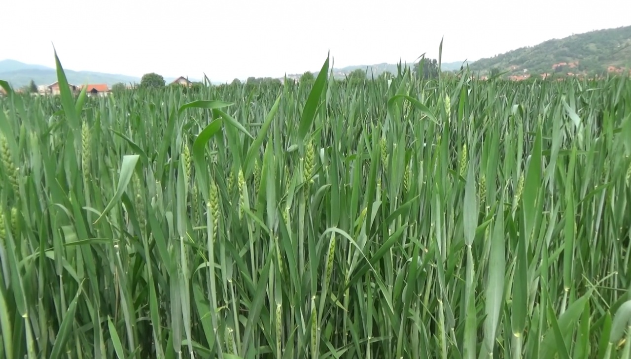 Pšenica u pirotskom kraju u dobrom stanju, počela da klasa - Pirot Plus ...